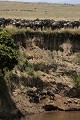  gnous, mammifère, migration, rivière, masai mara, kenya, afrique 