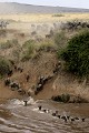  gnous, mammifère, migration, rivière, masai mara, kenya, afrique 