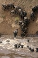  gnous, mammifère, migration, rivière, masai mara, kenya, afrique 