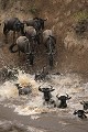  gnous, mammifère, migration, rivière, masai mara, kenya, afrique 