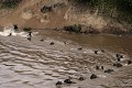  gnous, mammifère, migration, rivière mara, masai mara, kenya, afrique 