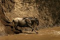  gnous, mammifère, migration, rivière mara, masai mara, kenya, afrique 