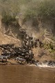  gnous, mammifère, migration, rivière mara, masai mara, kenya, afrique 