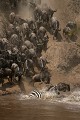  gnous, mammifère, migration, rivière mara, masai mara, kenya, afrique 