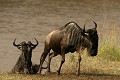  gnous, mammifère, migration, rivière mara, masai mara, kenya, afrique 