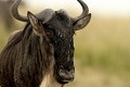  gnous, mammifère, migration, rivière mara, masai mara, kenya, afrique 