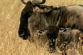  gnous, mammifère, migration, rivière mara, masai mara, kenya, afrique 