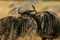  gnous, mammifère, migration, rivière mara, masai mara, kenya, afrique 