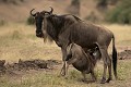  gnous, mammifère, migration, rivière mara, masai mara, kenya, afrique 