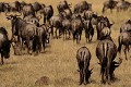  gnous, mammifère, migration, rivière mara, masai mara, kenya, afrique 