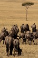  gnous, mammifère, migration, rivière mara, masai mara, kenya, afrique 