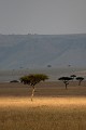  paysage, savane, masai mara, acacia, kenya, afrique 