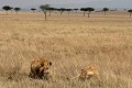  lion, lionne, mammifère, masai mara, kenya, afrique 