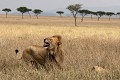  lion, lionne, mammifère, masai mara, kenya, afrique 