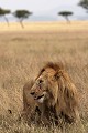  lion, lionne, mammifère, masai mara, kenya, afrique 