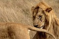  lion, lionne, accouplement, mammifère, masai mara, kenya, afrique 