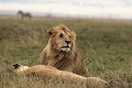  lion, lionne, accouplement, mammifère, masai mara, kenya, afrique 