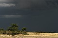  paysage, savane, orage, masai mara, kenya, afrique 