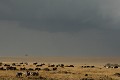 paysage, savane, orage, zèbres, gnous, migration, masai mara, kenya, afrique 