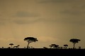  paysage, savane, orage, coucher soleil, zèbres, gnous, migration, masai mara, kenya, afrique 