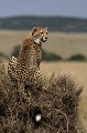  guépard, masai mara, kenya, afrique 