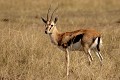  gazelle thomson, masai mara, kenya, afrique 