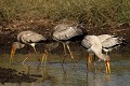  oiseau, tantale ibis, masai mara, kenya, afrique, migration gnou 