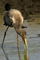  oiseau, tantale ibis, masai mara, kenya, afrique, migration gnou 