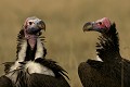  oiseau, vautour oricou, masai mara, kenya, afrique, migration gnou, charognard 