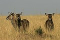 mammifère, cobe à croissant, masai mara, kenya, afrique, migration gnou 
