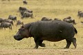  mammifère, hippopotame, masai mara, kenya, afrique, migration gnou 