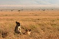  mammifère, félin, lion, lionne, masai mara, savane, migration gnou, chasse, kenya, afrique 