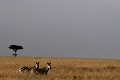  mammifère, zèbres, félin, lion, lionne, masai mara, savane, migration gnou, chasse, kenya, afrique 