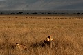  mammifère, félin, lion, lionne, masai mara, savane, migration gnou, chasse, kenya, afrique 