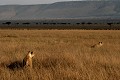  mammifère, félin, lion, lionne, masai mara, savane, migration gnou, chasse, kenya, afrique 