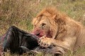  mammifère, félin, lion, lionne, masai mara, savane, migration gnou, chasse, kenya, afrique 