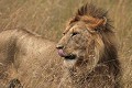  mammifère, félin, lion, lionne, masai mara, savane, migration gnou, chasse, kenya, afrique 