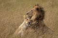  mammifère, félin, lion, lionne, masai mara, savane, migration gnou, chasse, kenya, afrique 