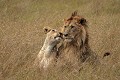  mammifère, félin, lion, lionne, masai mara, savane, migration gnou, chasse, kenya, afrique 