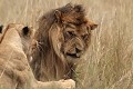  mammifère, félin, lion, lionne, masai mara, savane, migration gnou, chasse, kenya, afrique 