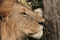  mammifère, félin, lion, lionne, masai mara, savane, migration gnou, chasse, kenya, afrique 