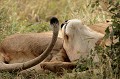  mammifère, félin, lion, lionne, masai mara, savane, migration gnou, chasse, kenya, afrique 