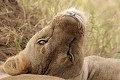  mammifère, félin, lion, lionne, masai mara, savane, migration gnou, chasse, kenya, afrique 