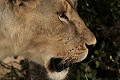  mammifère, félin, lion, lionne, masai mara, savane, migration gnou, chasse, kenya, afrique 