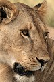  mammifère, félin, lion, lionne, masai mara, savane, migration gnou, chasse, kenya, afrique 