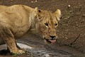  mammifère, félin, lion, lionne, masai mara, savane, migration gnou, chasse, kenya, afrique 