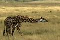  mammifère, girafe, masai mara, savane, migration gnou, chasse, kenya, afrique 
