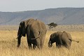  mammifère, éléphants, masai mara, savane, migration gnou, chasse, kenya, afrique 