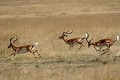  mammifère, impalas, course, masai mara, savane, migration gnou, chasse, kenya, afrique 