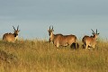  mammifère, éland du cap, masai mara, savane, migration gnou, chasse, kenya, afrique 